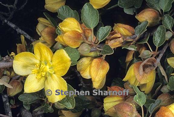 fremontodendron californicum 6 graphic